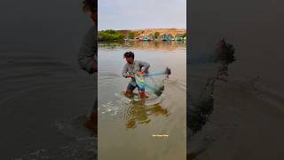 Catching Hybrid Tilapia fish in Net fishing ##fishermen #tamil