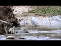 view SERC heron eating herring at Big Gunpowder River, April 2015 digital asset number 1