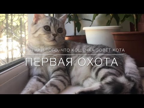 Кошка просит кота! Как это происходит и что делать?