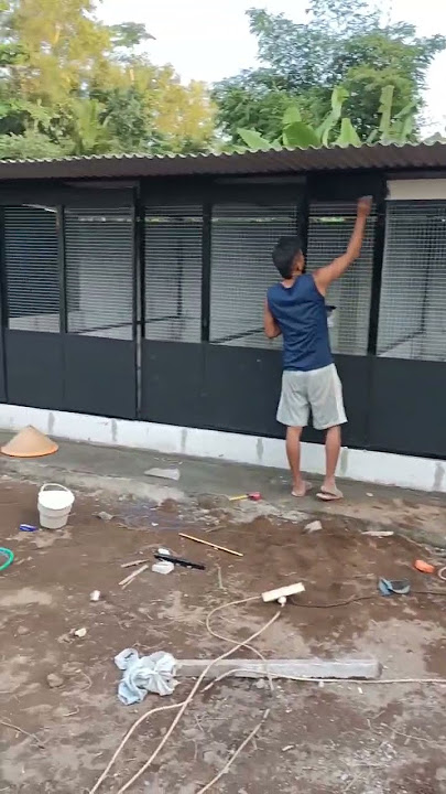 kandang umbaran ayam bangkok