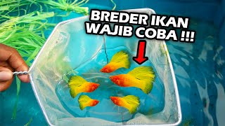 Gak ada Ruginya Pelihara Ikan Ini !! Jenis Ikan Platy Yang Paling Banyak di Minati Orang...