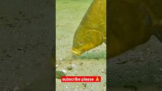 Httpsyoutubecomshortsycbzw2xxkl4siskvf1whurb0enbgsfishing viral