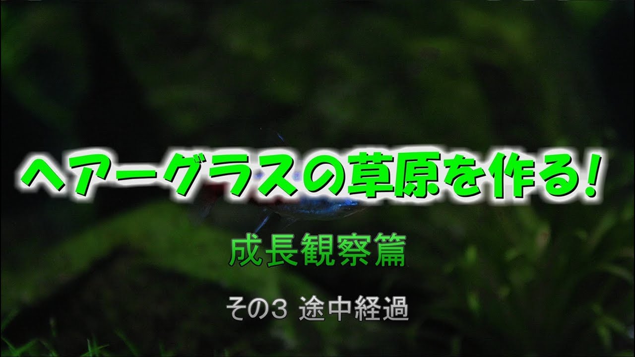 [HD]  ヘアーグラスの草原を作る！ ⑥成長観察篇　その３途中経過　【アクアリウム】