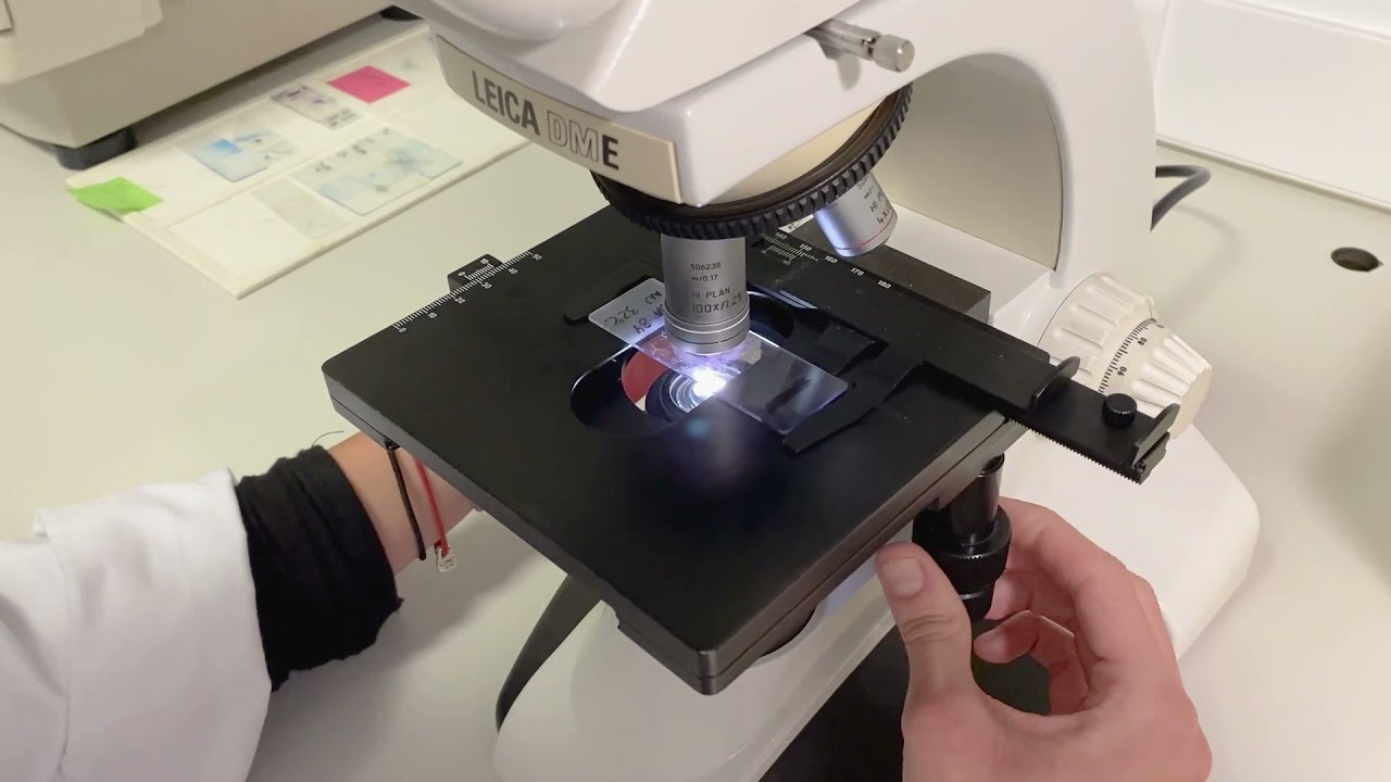 Microscopio 100x con subtítulos - YouTube