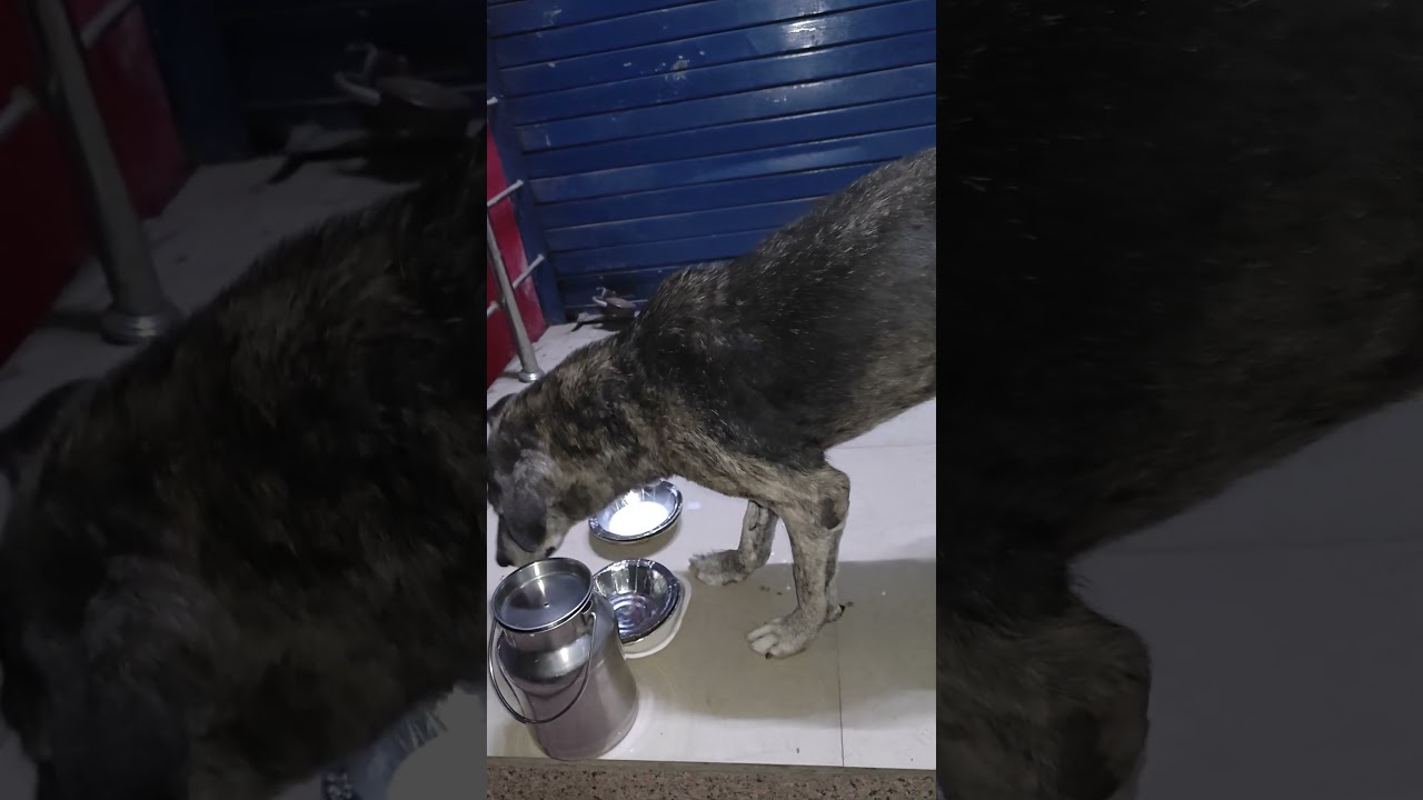 homeless aged dog #feeding #aged #street #dog #donate #viewers