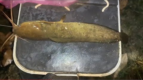 Điểm mới cá trê vàng khủng giật bao phê|Đổ Ngọc Hồ