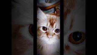 Three Cute Kittens Are Playing Fatima Taj Rita London