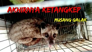 MENDAPATKAN MUSANG PENCURI AYAM