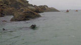 Seal colony at Castle Point @theVoyage