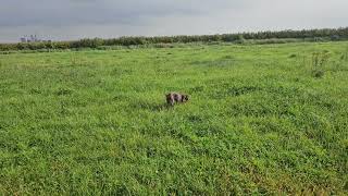 GSP PUPS AVILABLE
