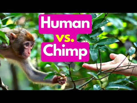 What Can Humans Learn from Chimpanzees?