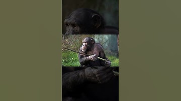 Monkey Using Tools: Unbelievable Intelligence in Action! #facts #shorts #monkey #monkeys