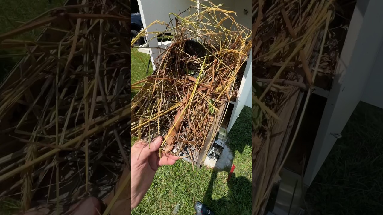 Why the entrances to the Purple Martin House had to be modified.  Starlings rebuilt nests in 3 days