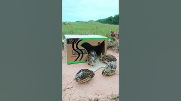 Creative Bird Trap With Cardboard Box #shorts