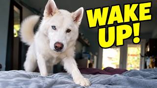 My Husky's Morning Routine at the Dog Park
