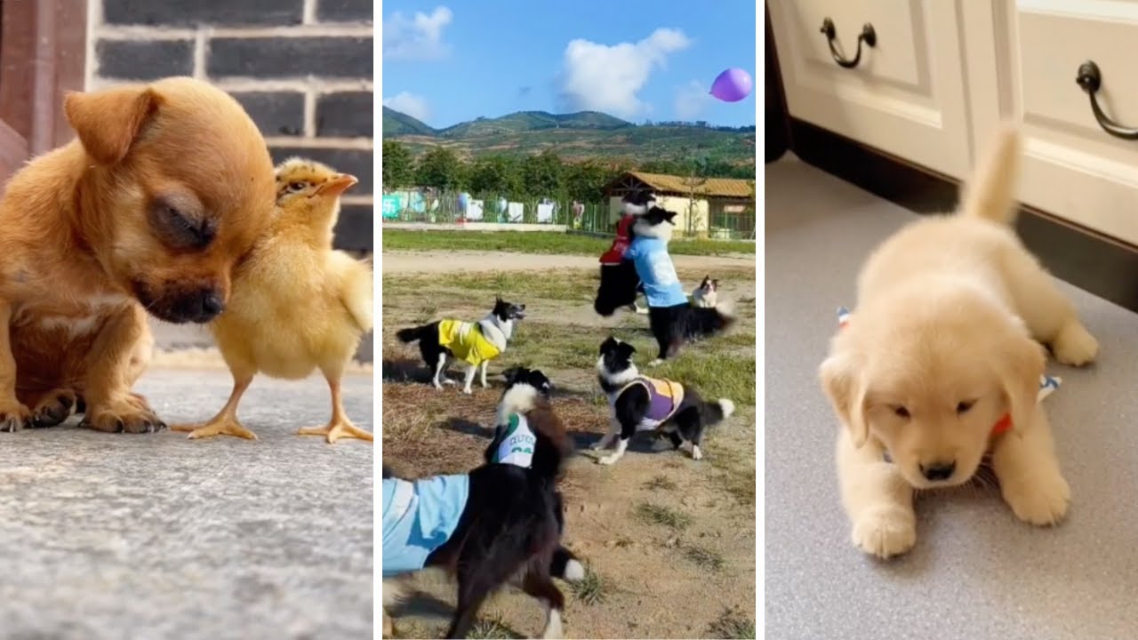 Cute Pets Doing Funny Things Tik Tok #1 - YouTube