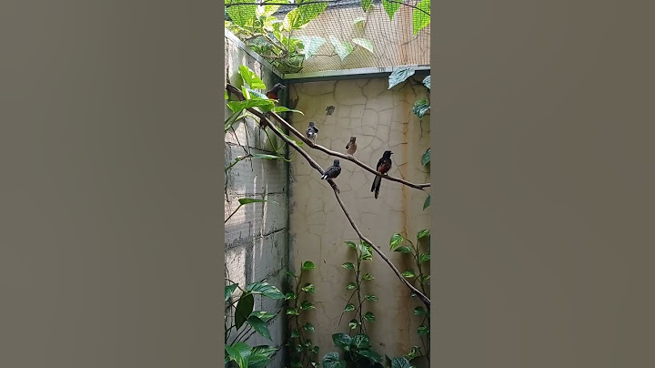 trotol loloh indukan #muraibatu #aviary #muraibatumedan