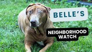 A Day In The Life Of A Nosy Dog