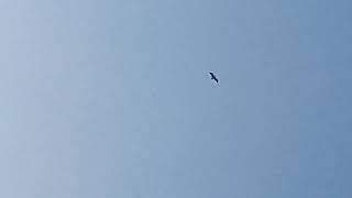 Booted eagle in flight
