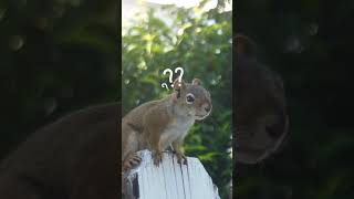 How High Can A Squirrel Jump? #squirrel #facts #shorts