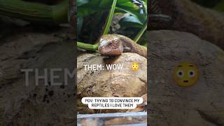 The way they couldn&#39;t care less 😭😭😭 #funnyanimalvideos #reptiles #reptilekeeper