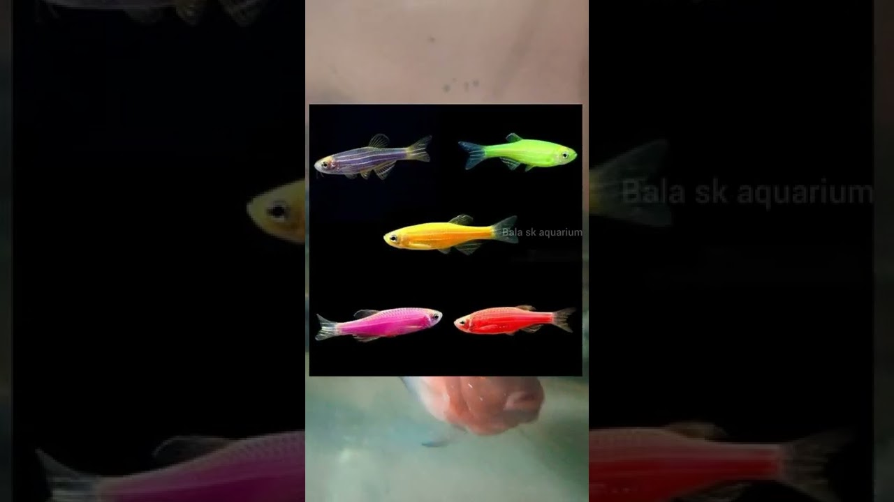 Interesting Facts about zebra fish | in Bala sk aquarium 