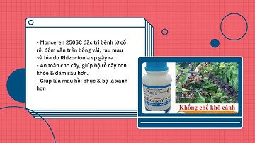 MONCEREN 250SC 250ML – THUỐC ĐẶC TRỊ BỆNH LỞ CỔ RỄ VÀ KHÔ VẰN TRÊN CÂY TRỒNG #locore #khovan