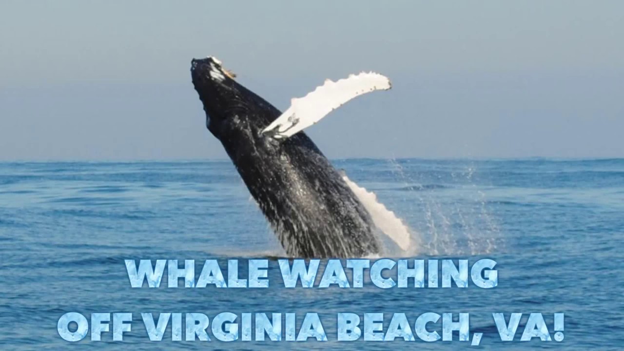 Whale Watching Off Virginia Beach, VA - YouTube