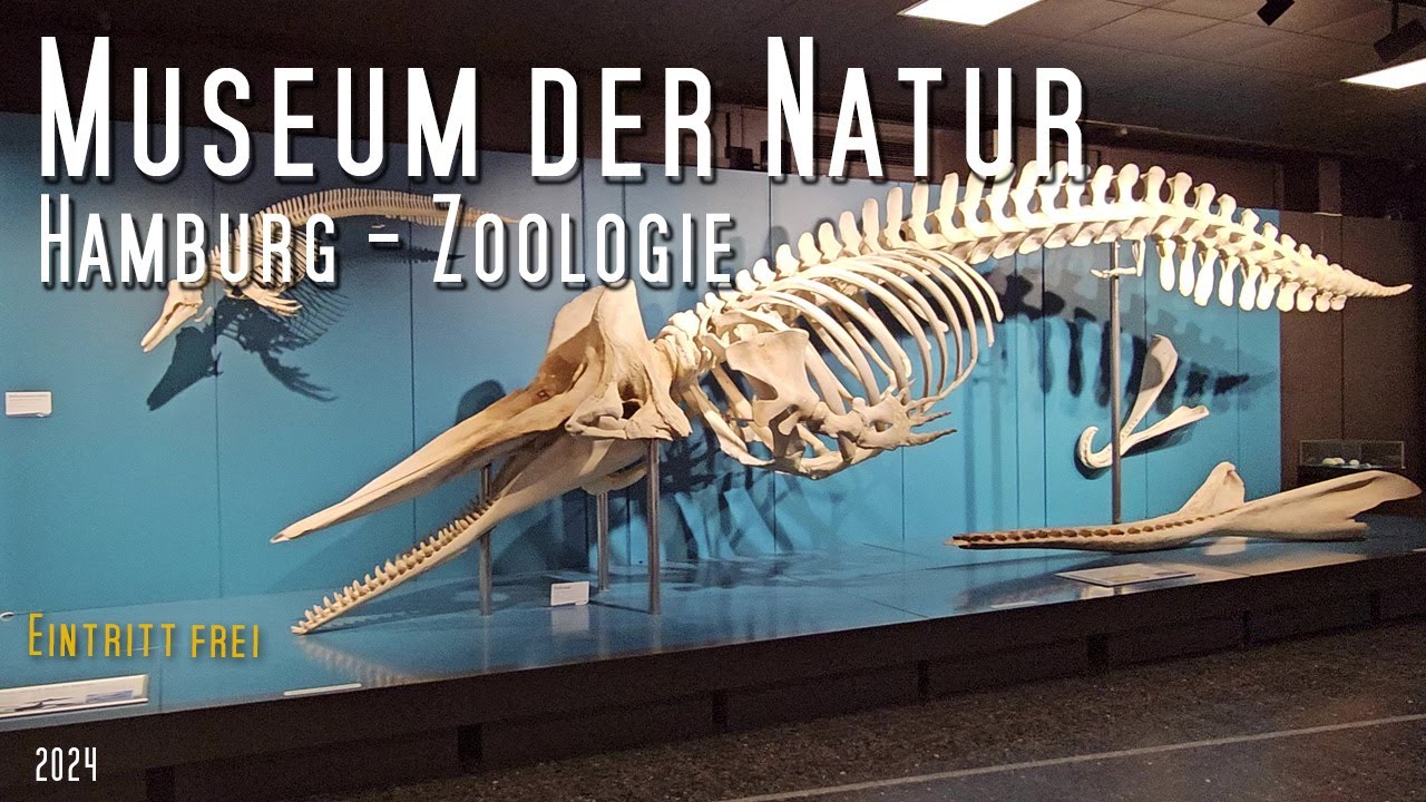 Museum der Natur Hamburg - Zoologie - Eintritt frei - Interessante Orte