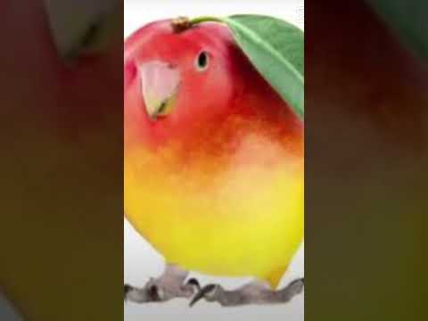 Mango bird wtf