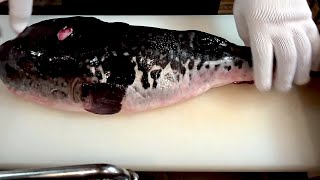 Técnica de Chef Japonês - Menu Completo do Mortalmente Venenoso Baiacu "Fugu"