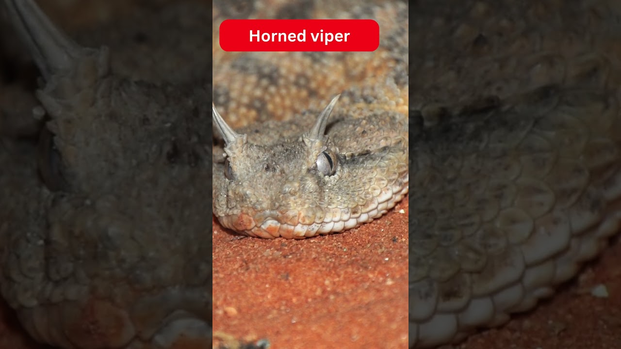 Your country’s SCARIEST animals (Qatar🇶🇦) 