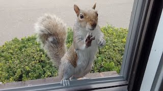 Smoothie the squirrel knocks on my window to let me know is time for dinner