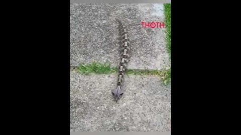 Rắn hổ lục Gaboon - một trong những loài rắn độc lớn nhất và nguy hiểm nhất trên thế giới