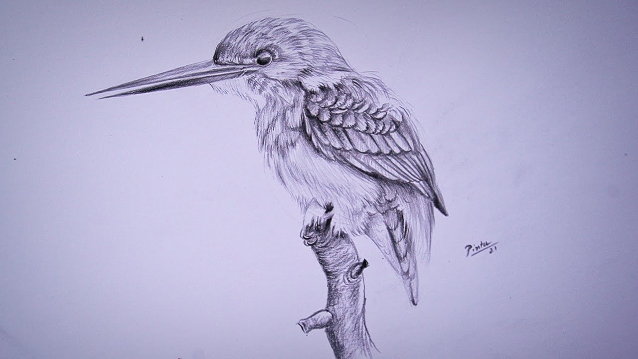 ArtStation - Kingfisher sketch