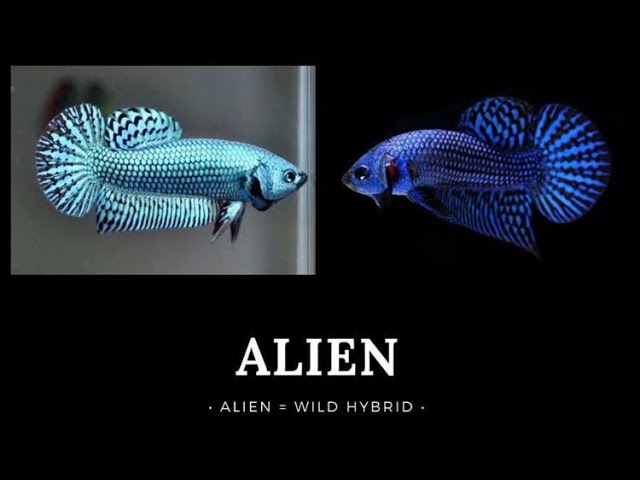 Nama Nama Ikan Laga Betta Fish Serta Warna Dan Bentuknya Youtube
