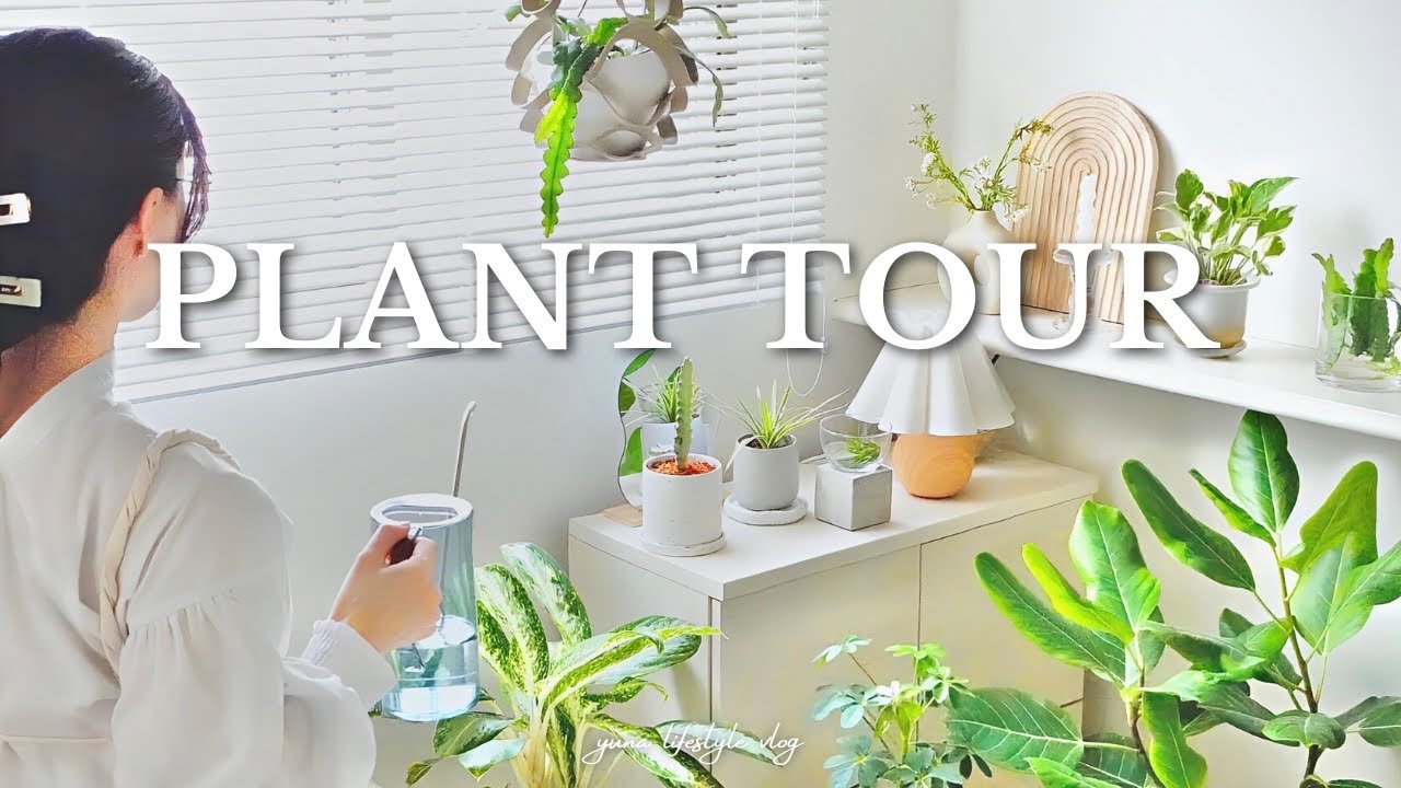 【Экскурсия по растениям】Как сделать комнату 21㎡ стильной с комнатными растениями