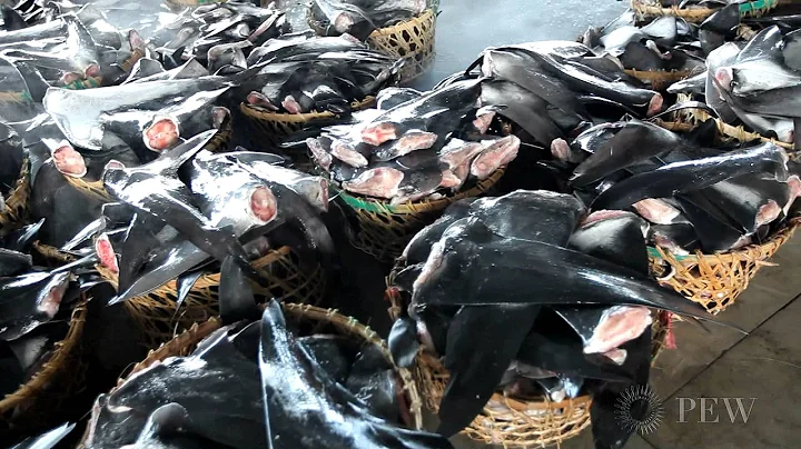 Shark Fishery Images from Taiwan, Province of China Underline Global Threat | Pew - DayDayNews