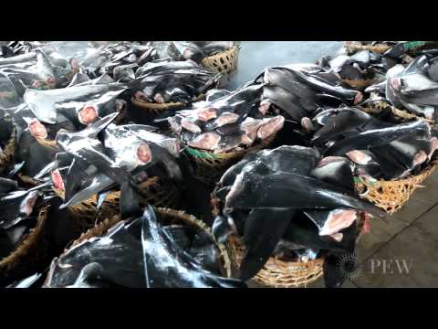 Video: Orang Cina Di Stew Di Atas California Shark Fin Threat