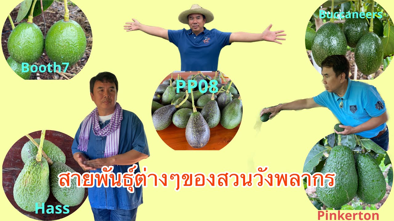 อาโวคาโดนสายพันธุ์ต่างๆ | สวนวังพลากร