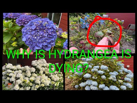 Why one of my Hydrangea appear to be dying compared to others?