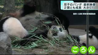 パンダの最新映像　1月末で生後220日になるレイレイ・シャオシャオ