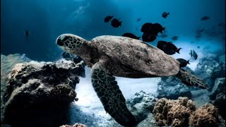 AMAZING!!!! sea animals | animals nature channel