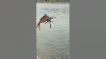 Cuộc sống 4 phương,Khi Vua câu cá ngạnh sông đà khai cần thể hiện là có cá luôn và ngay.#shorts