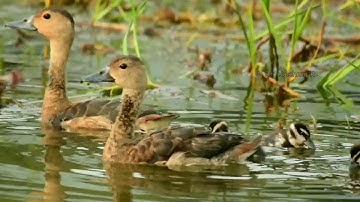 Lesser Whistling Duck