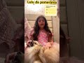 Lulu da pomerânia um cachorro incrível Ariel#animais #cachorro @ACasaDosBichos 🐕🐕#fofo