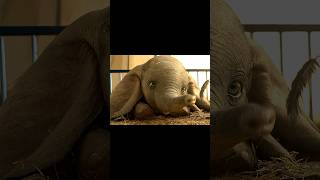 Dumbo movie bad, Dumbo design good #disney