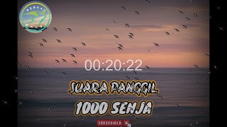 Download Lagu SUARA PANGGIL BURUNG WALET‼️SP 1000 SENJA STEREO‼️@BerkatWaletOfficial MP3 Download Lagu SUARA PANGGIL BURUNG WALET‼️SP 1000 SENJA STEREO‼️@BerkatWaletOfficial MP3