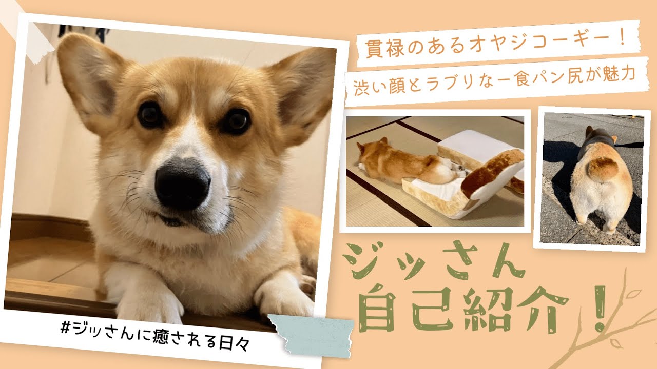 手乗りサイズのコーギーさん♪ 自己紹介】初めまして、コーギー犬のジッさんです！【コーギー犬