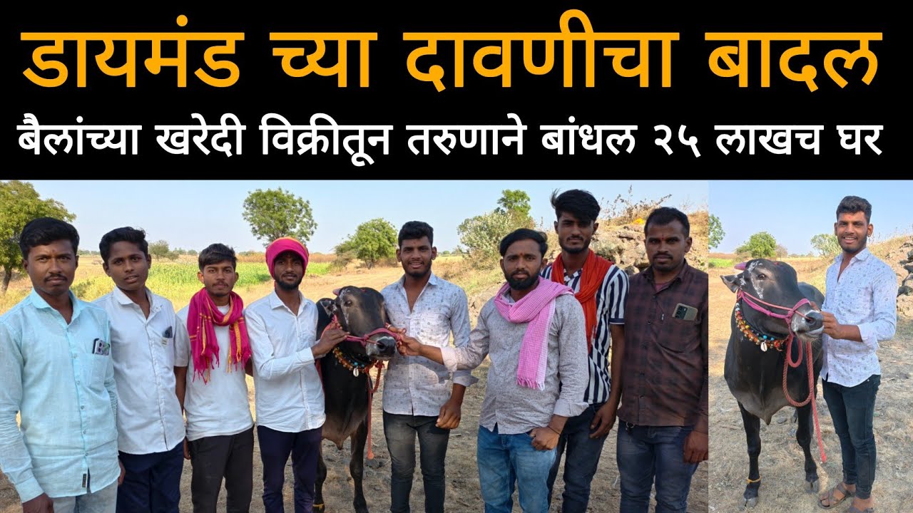 डायमंड च्या दावणीचा बादल | बैलांच्या खरेदी विक्रीतून तरुणाने उभे केले घर 